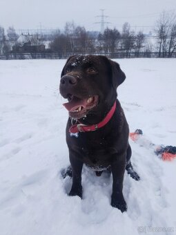 Labradorský retrívr s PP- krytí - 2