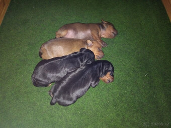 Trpasličí pinč - 2