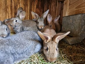 Masní králíci samci/samice nepříbuzní - 2