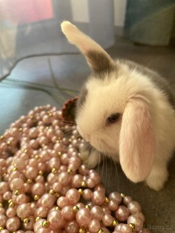 Mini Lop miminka - 2