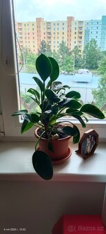 Filodendron - 2