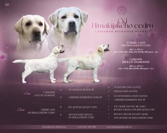 Labradorský retriever - štěňátka s Průkazem Původu - 2
