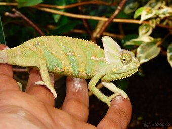 Chameleon jemenský - 2