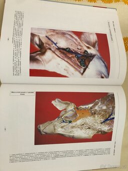 Veterinární anatomie - 2