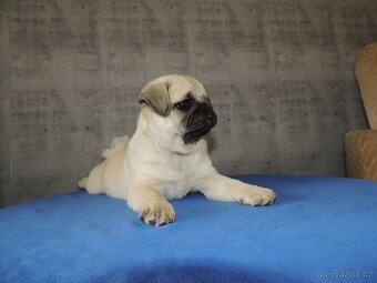 MOPS s PP. - 2