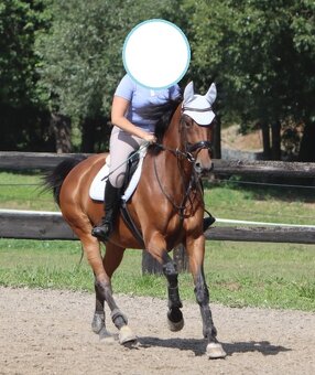 Prodám sportovní klisnu S drezura hobby parkur - 2