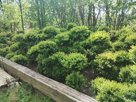 Buxus - Zimostráz - Krušpán na kmínku - 2