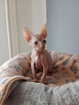 Kocourek kanadský sphynx bez PP - 2