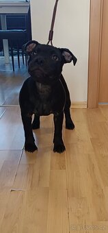 Stafordšírský bulteriér s PP - 2