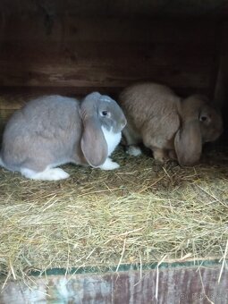 Francouzský beran - 2