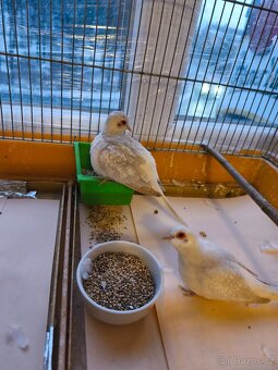 Holoubek diamantový briliantový - 2