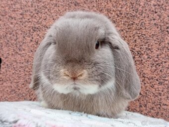 ★ Chovný MiniLop Sameček ★ - 2