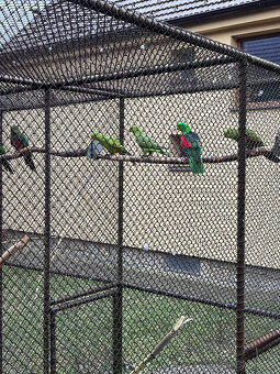 Papoušek červenokřídlý - 2