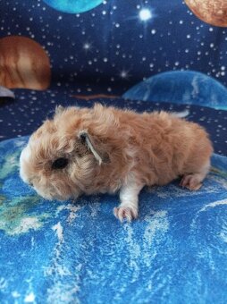 Morče,morčata Peruánec- Lunkarya z registrované Chs - 2