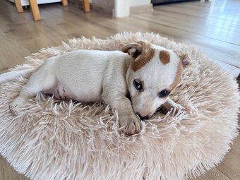 Jack russell teriér - 2
