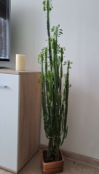 Euphorbia trigona (pryšec trojboký - 2