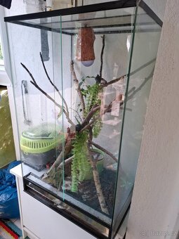 Chameleon - 2