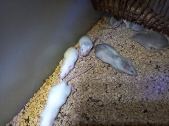 MYŠ & MASTOMYŠ - 2