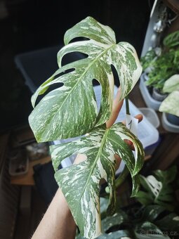 Monstera alba č.1 - 2
