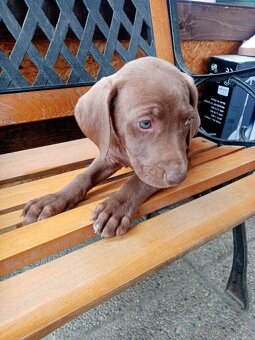 labradorského retrieve - 2