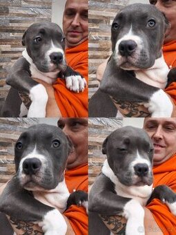 American Bully XL originální krev rodokmen ABKC USA - 2