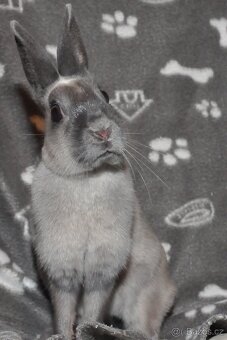 ZAKRSLÍ I VELCÍ KRÁLÍCI Dobříš - 2