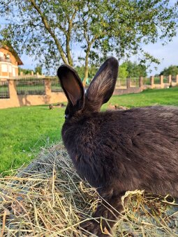 Vídeňský černý králík - 2