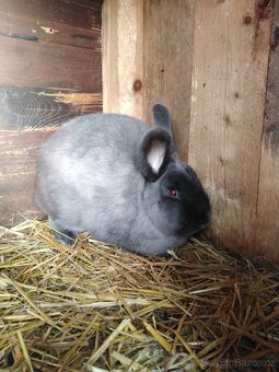 Prodám kuní velké modré - 2