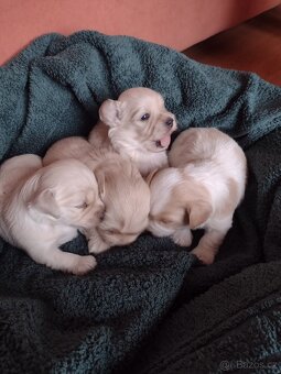 Havanský psík s PP - 2