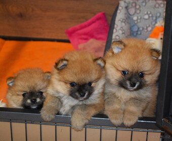 NĚMECKÝ ŠPIC MALÝ s PP - 2