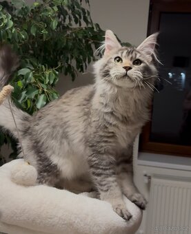 Mainská mývalí koťata s PP - 2