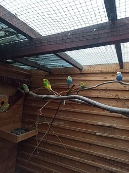 Andulka chovný pár - 2