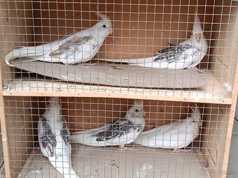 Papoušek zpěvavý, Korely, Andulky - 2