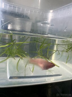 Betta- plakat - 2