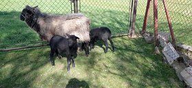 Jehňata ovce Romanovské - 2