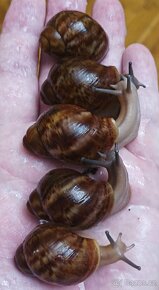 Africký šnek Archachatina ventricosa cream a light body - 2