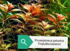 Nabízím prostřih rostlin z tohoto akvária - 2