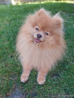 Pomeranian psik. - 2