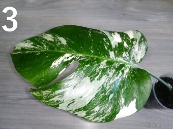 Monstera Deliciosa Albo variegata 2 - 2