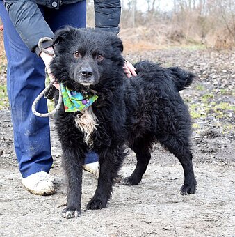 TICEAS K ADOPCI- 3 ROKY,TULÍCÍ ČERTÍK,HODNÝ,KLIDNÝ - 2