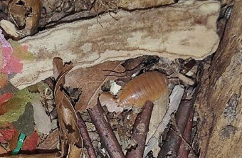 Isopody Porcellio laevis orange a Armadillidium gestroi - 2