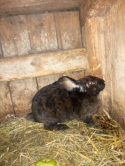 Kralik- Dalmatin rex/ Kominik - 2