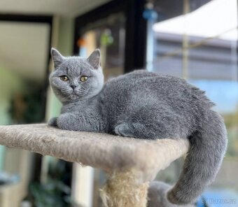 Britská modrá koťátka s PP - 2