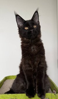 Mainská mývalí koťátka s PP - 2