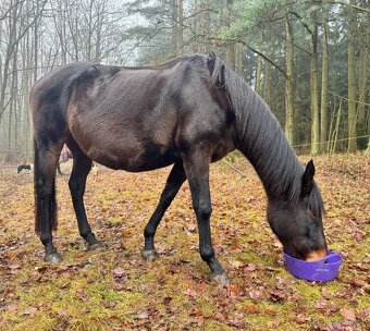 Prodám 4 letou klisnu - 2