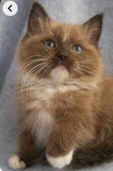 Ragdoll - 2