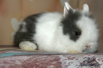 Zakrslí králíčci Teddy + Minilop -doprava po ČR možná - 2