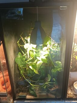 Chameleon - 2