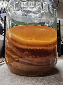 Kombucha se starterem - 2