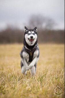 Kříženka sibiřského huskyho - 2